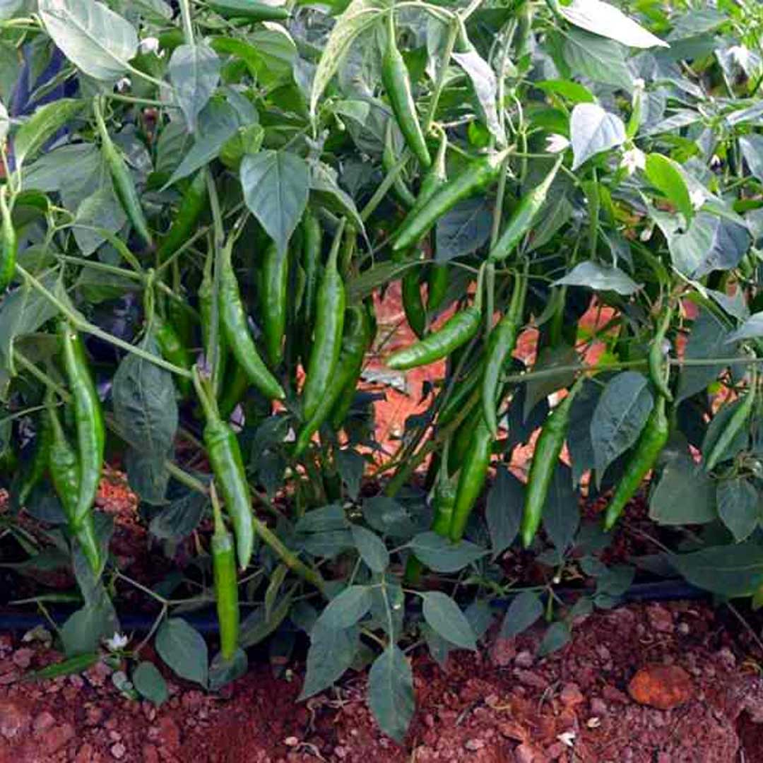 Chilli Green Long Hot Pepper F1 Hybrid Seeds