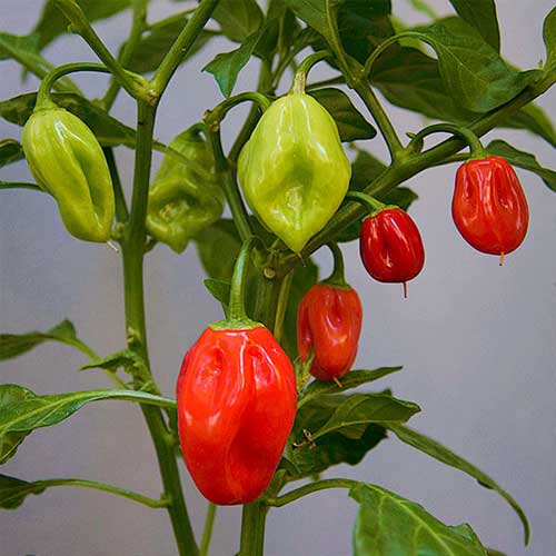 Red Habanero Pepper Chilli Hybrid F1 Seeds