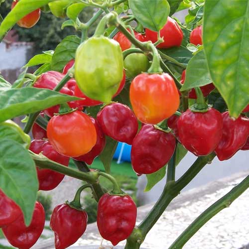 Red Habanero Pepper Chilli Hybrid F1 Seeds
