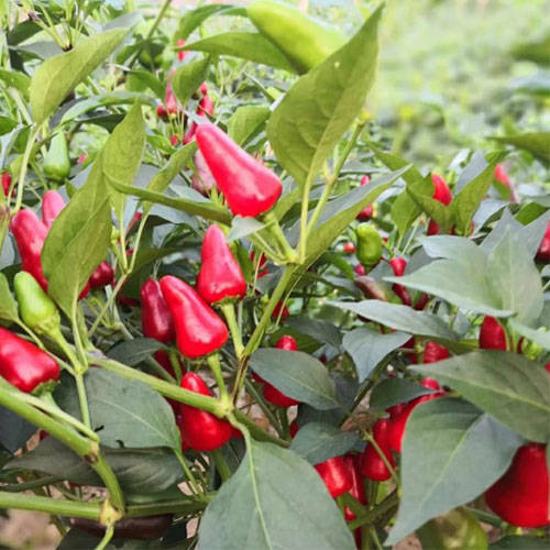 Bullet Upward Chilli Hybrid F1 Seeds