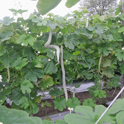 Snake Gourd White Extra Long Hybrid F1 Seeds