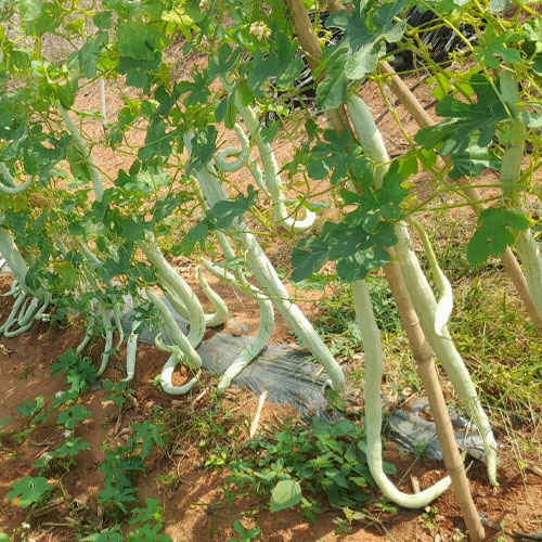 Snake Gourd White Extra Long Hybrid F1 Seeds