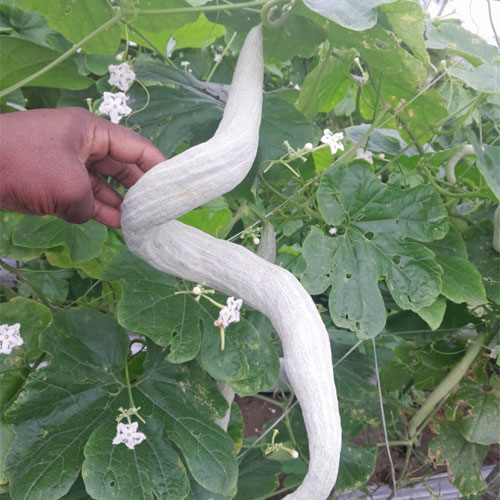 Snake Gourd White Extra Long Hybrid F1 Seeds